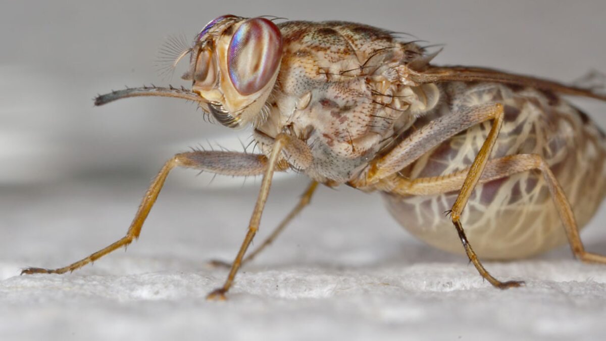 Внешний вид мухи Цеце не очень -то и красив, но её деяния намного страшнее.