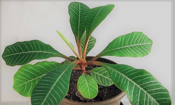 If you have this flower, be sure that it will settle at home for a long time. After all, the euphorbia home is an unpretentious and original plant. He is considered the champion in the number of varieties, there is plenty to choose from! In addition to external advantages, this succulent is unpretentious and even useful.