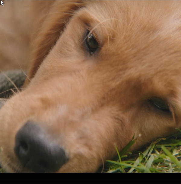 Момент из фильма "Собачья жизнь"