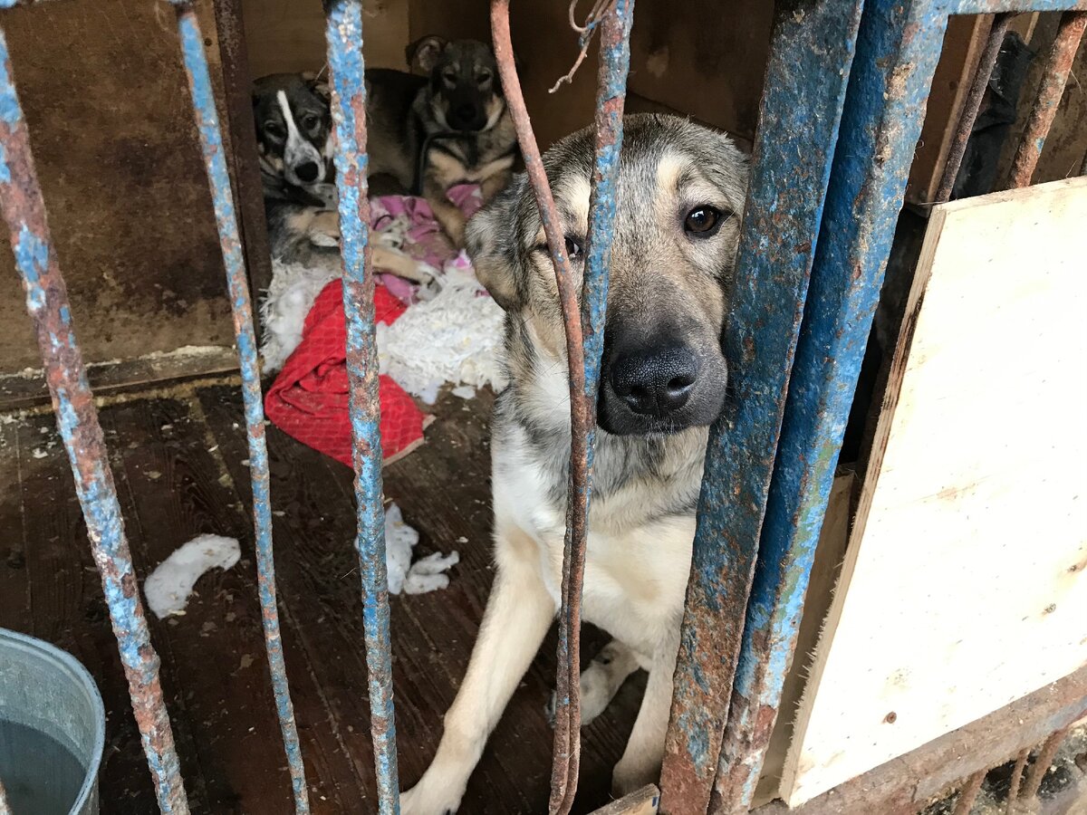 Трое очаровательных щенков ищут дом! Посмотрите, быть может, это именно те, кого вы ждали всю жизнь?