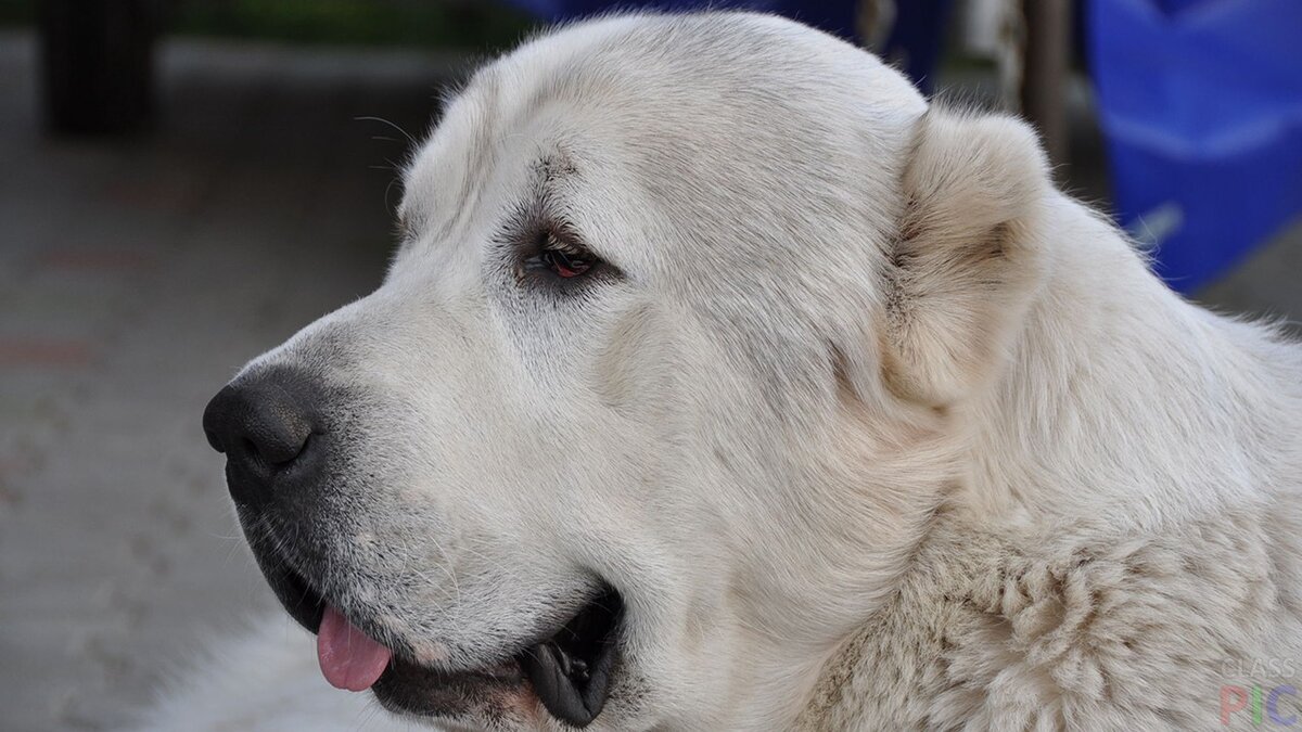 Мне нравится эта собака, но я не умею общаться с животными