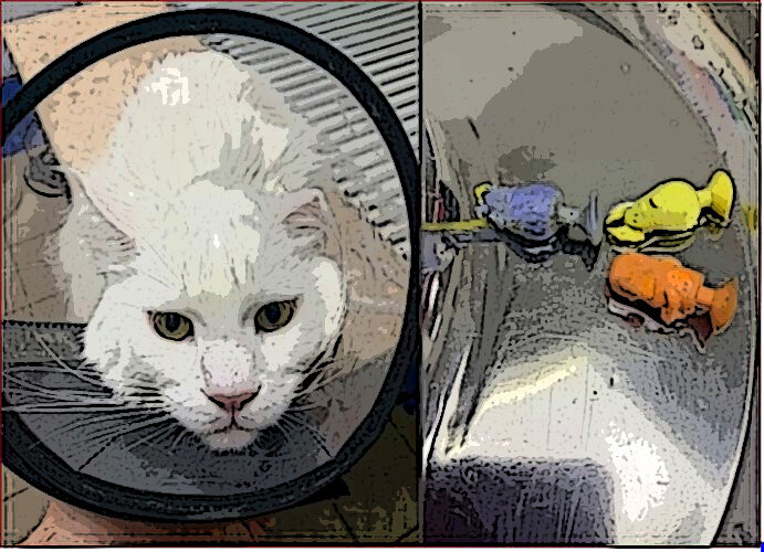 Фото этого несчастного (то есть, счастливо спасенного), из которого извлекли целых три прилипалы, обошло все СМИ. 