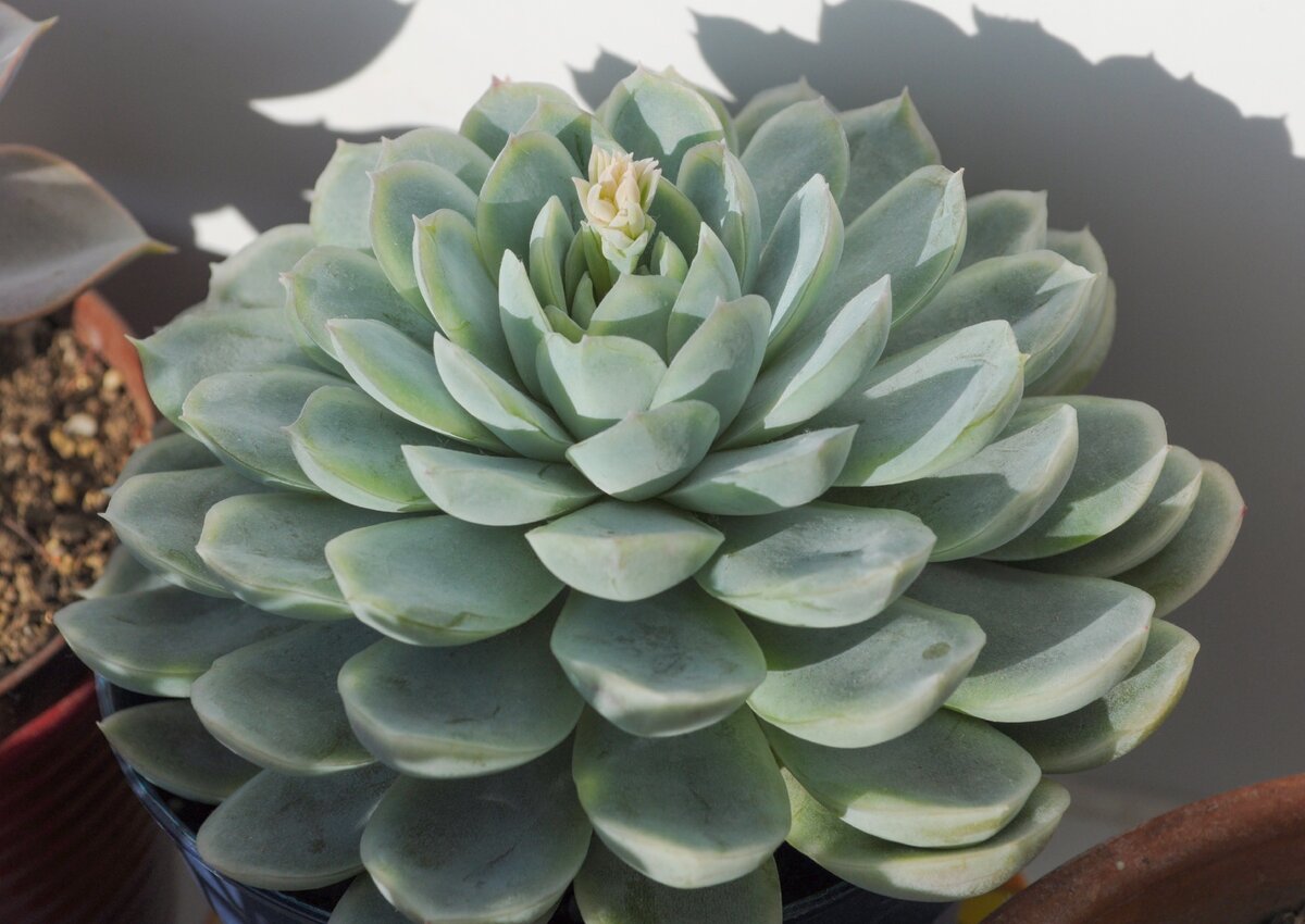 На третьем году жизни у меня эхеверия решила зацвести