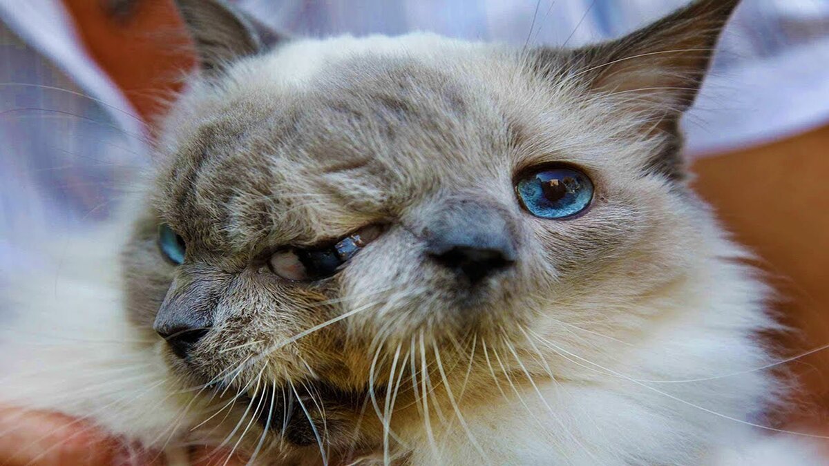 Сиамские близнецы среди кошек: любопытство, жалость, сочувствие.
