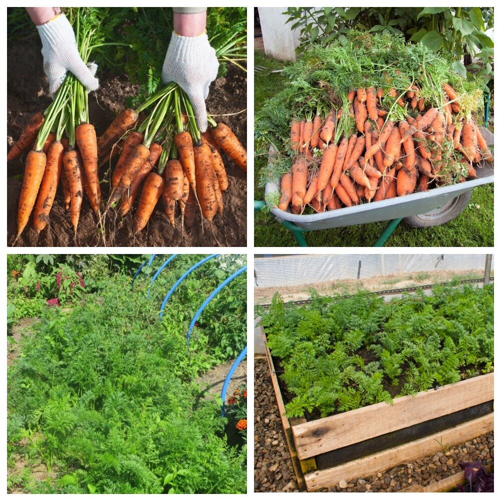 Морковка растет на грядке-сэндвиче. Коллаж автора