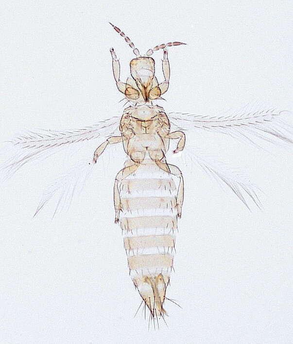 Западный трипс, рисунок.
Источник http://www.ozthrips.org/terebrantia/thripidae/thripinae/frankliniella-lantanae/