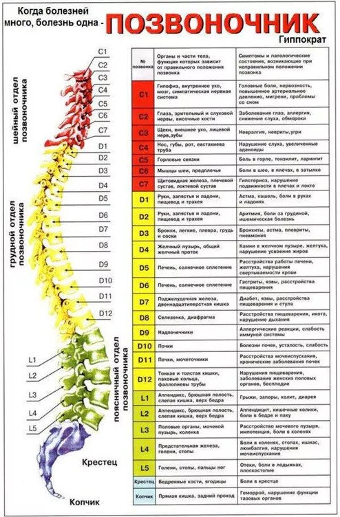 Позвоночник в районе поясницы