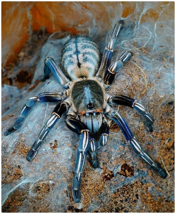 Источник: aquamegapedia.ru