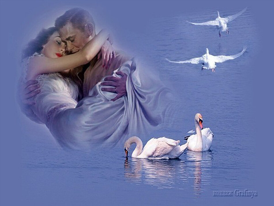 А любовь то лебедем. Любовь и лебеди. Лебеди люди любовь. Лебеди влюбленная пара. Лебедь счастья.