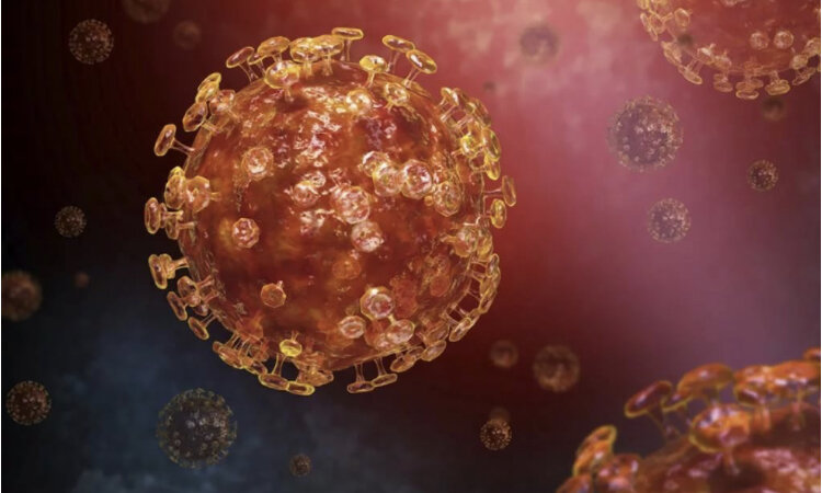 Коронавирус под микроскопом