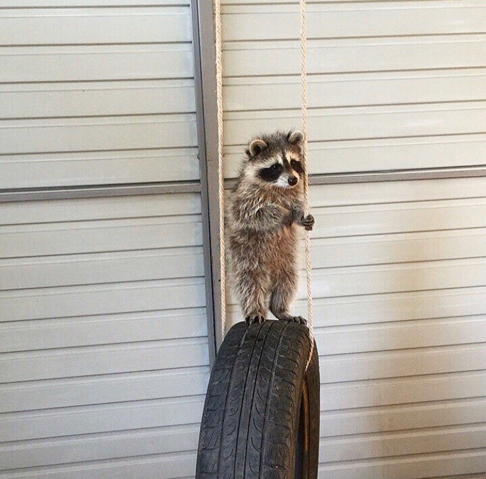 Енотики часто ведут себя настороженно. 