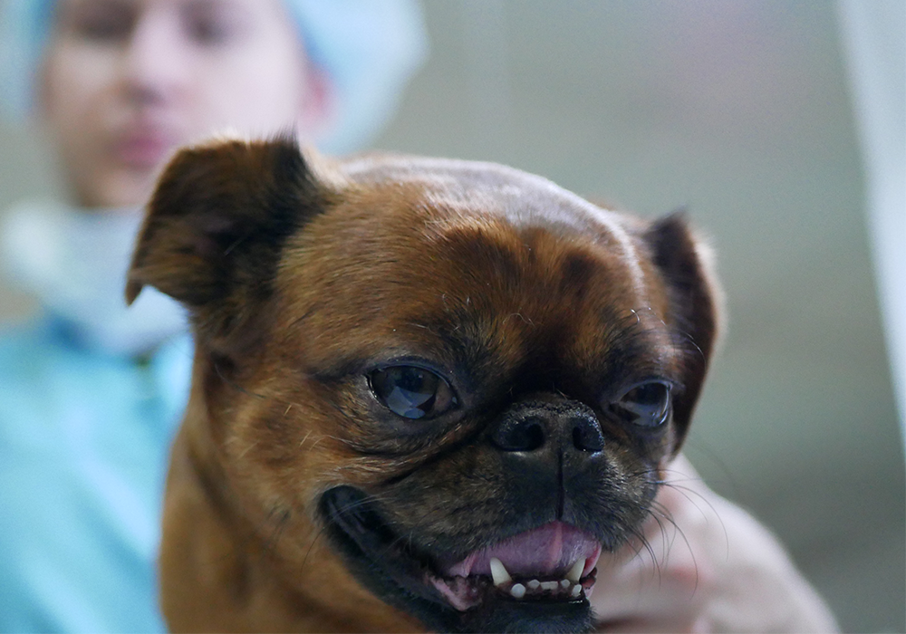 Представитель брахицефальной породы: брюссельский гриффон