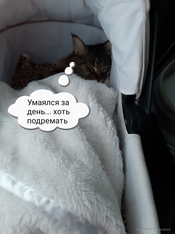 Стилисты отталкивались от предпочтений кота 