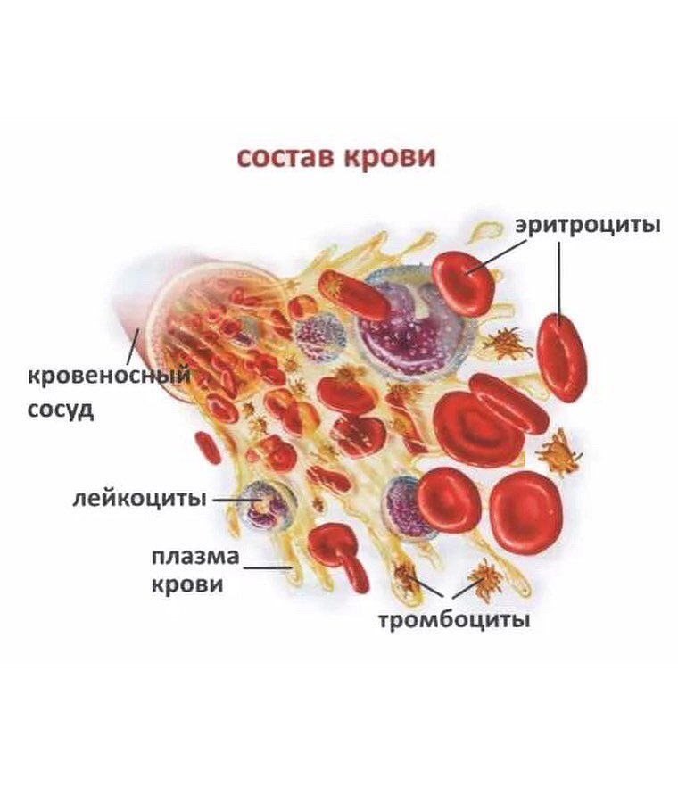 Состав крови рисунок