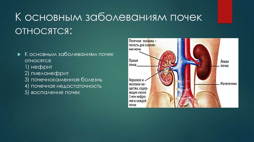 Почки человека: где находятся, как выглядят и работают, почему могут болеть