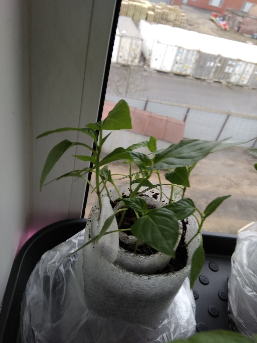 любимый  способ посадки- улитки