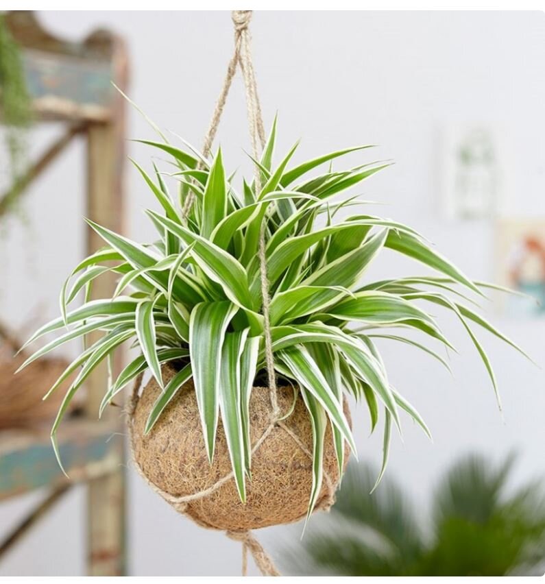 Хлорофитум 