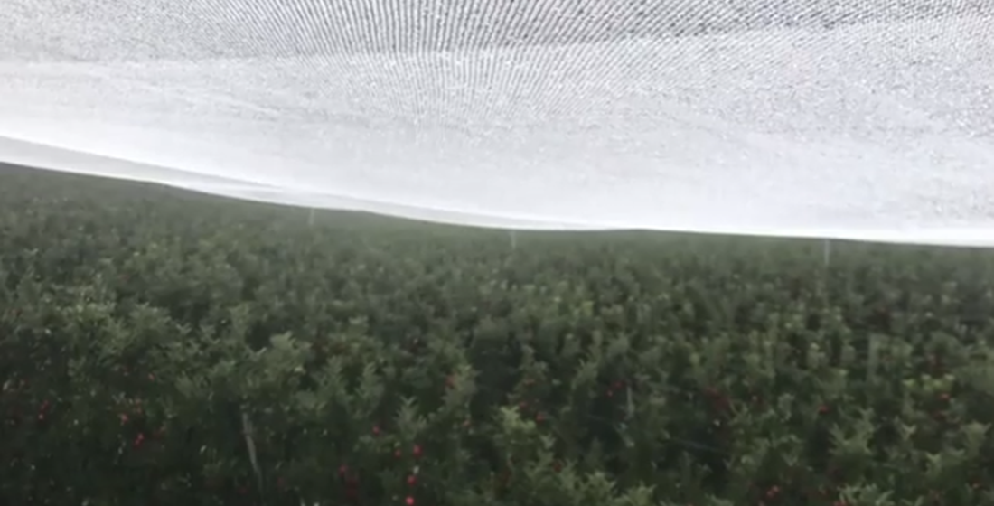 сетка над полем