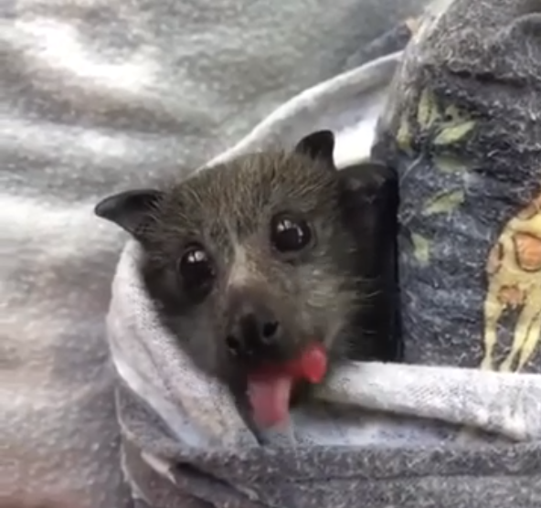 Но она такая ми-и-лая!