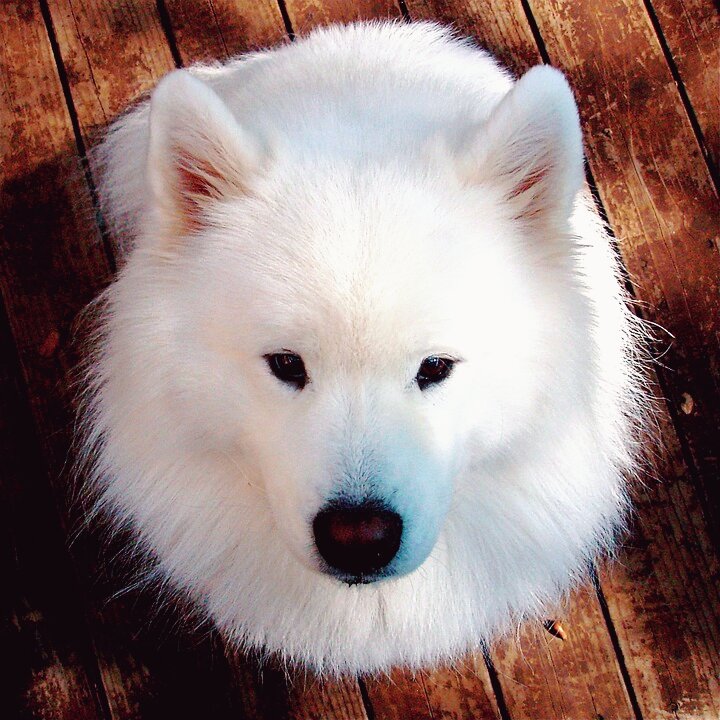 Лицензия на использование