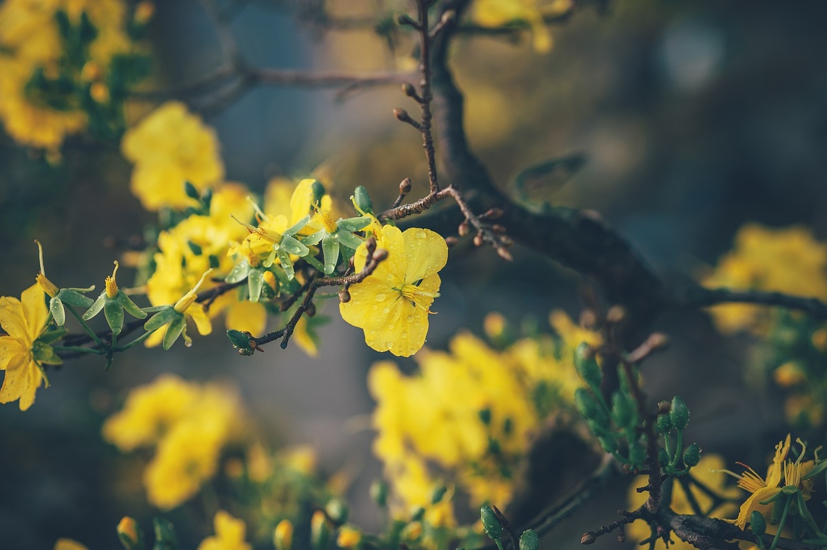 https://pixabay.com/ru/photos/цветок-лист-цветочный-природа-роуз-4783048/