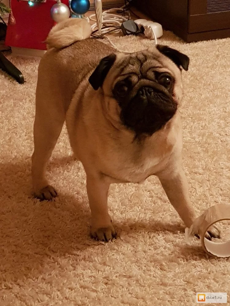 Тот самый белый ковер...ну и мопс