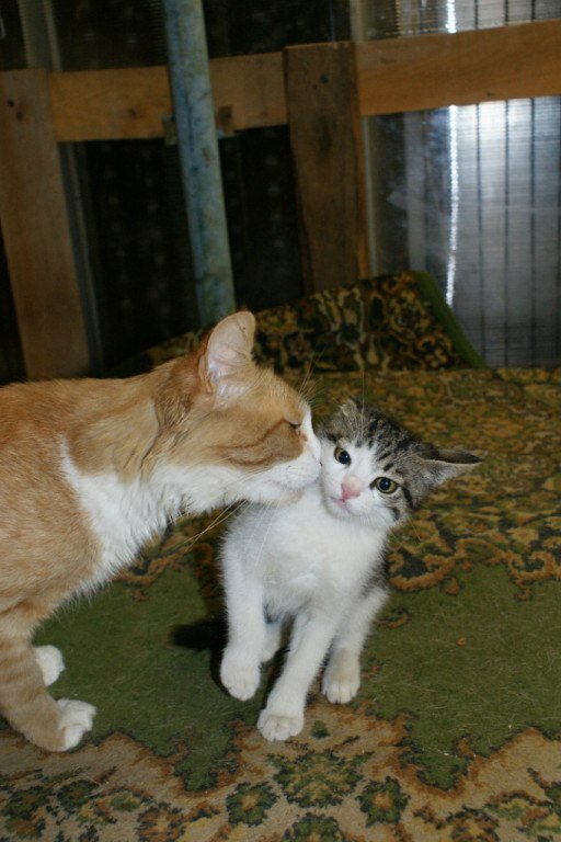 Котопес и Царап