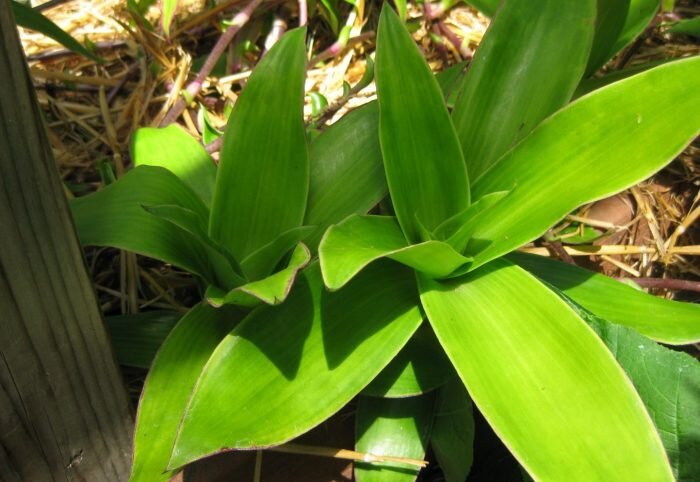 Из золотого уса делают лекарственные настойки