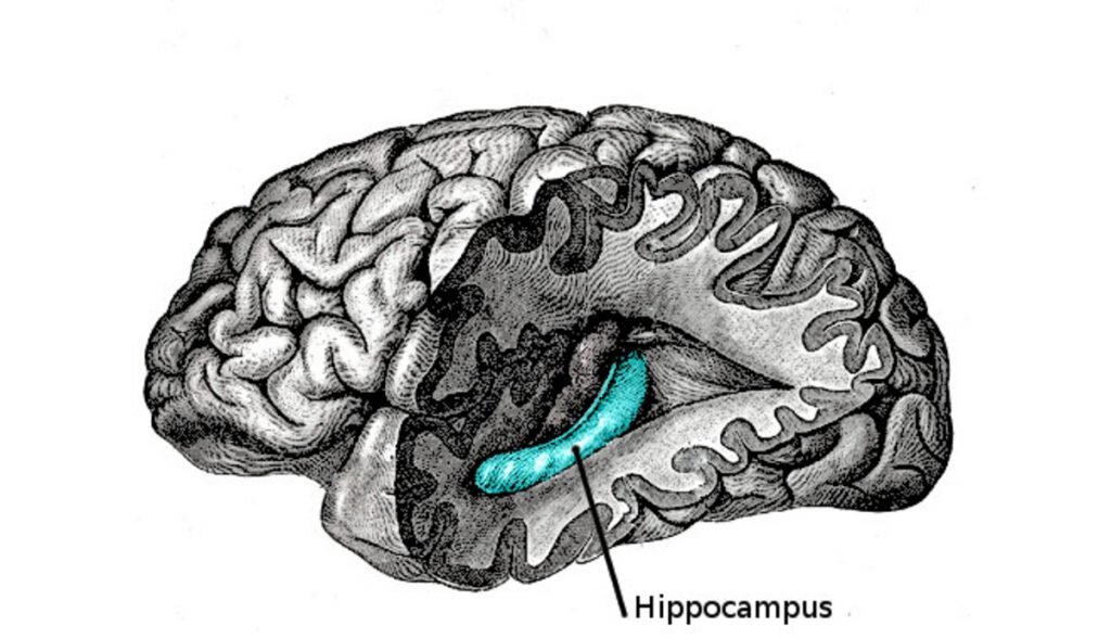 Гиппокамп. https://commons.wikimedia.org/wiki/File:Gray739-emphasizing-hippocampus.png