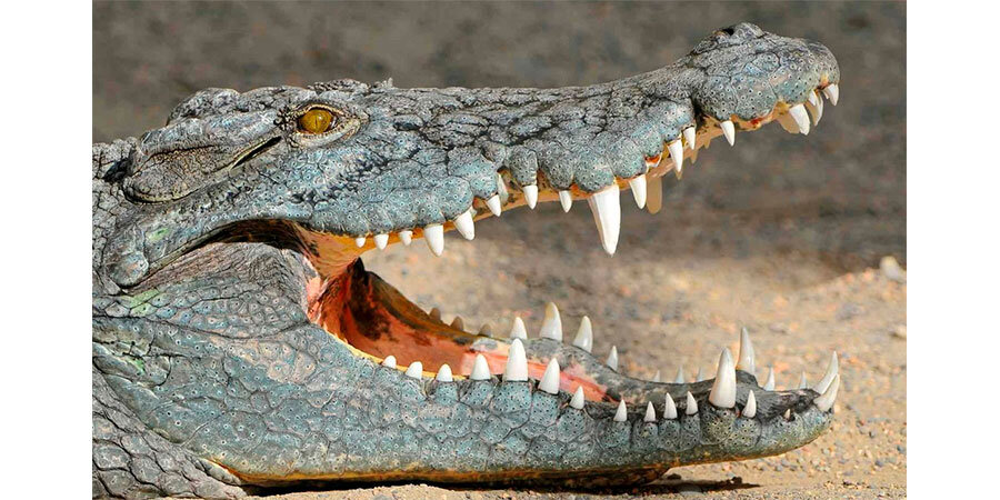 Крокодил с открытой пастью, в которой большие зубы. Фото:  https://avatars.mds.yandex.net