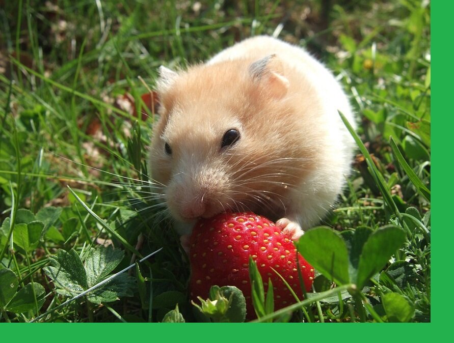 Фото с сайта http://clickpzk.com/ymS2