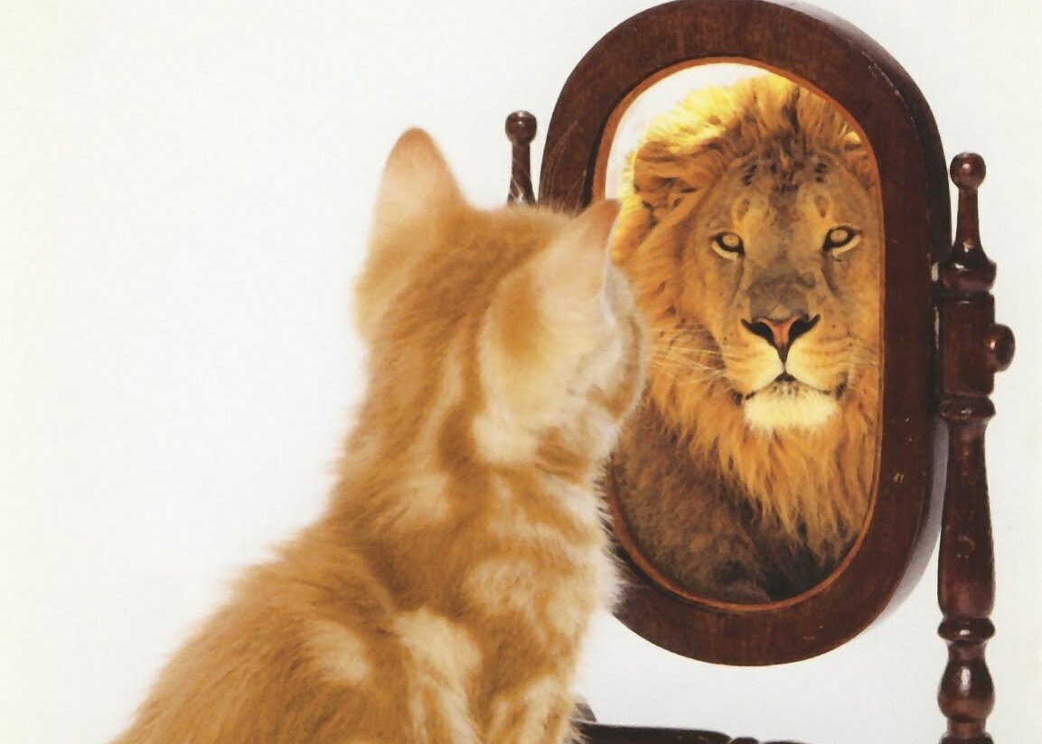 Может ли кошка узнать себя в зеркале? | Про Кошек | Дзен