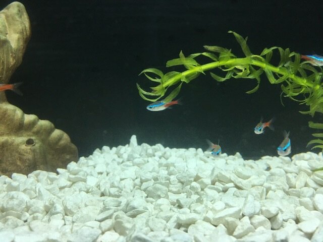 Я выбрал для себя Неонов