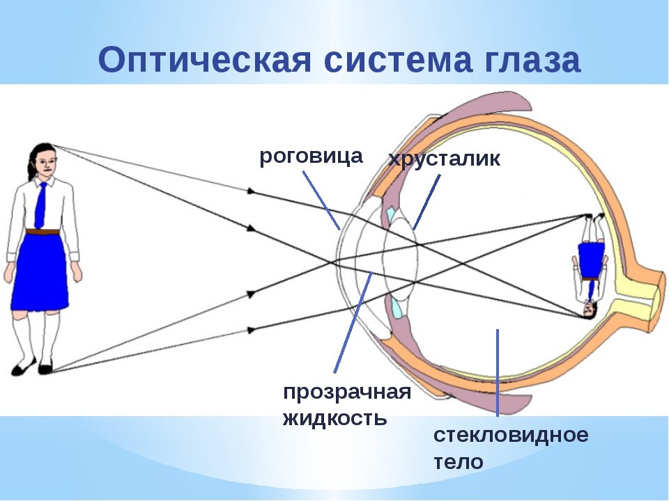 Ход лучей глаза человека. Упрощенная оптическая схема глаза. Ход лучей в оптической системе глаза. Строение глаза с точки зрения физики. Строение человеческого глаза как оптической системы.