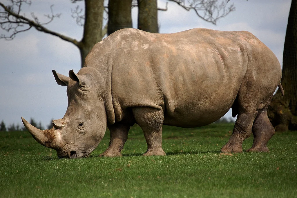 Javan. Носороговые Rhinocerotidae. Носорог красивый. Носорог фото. Носорог в полный рост.