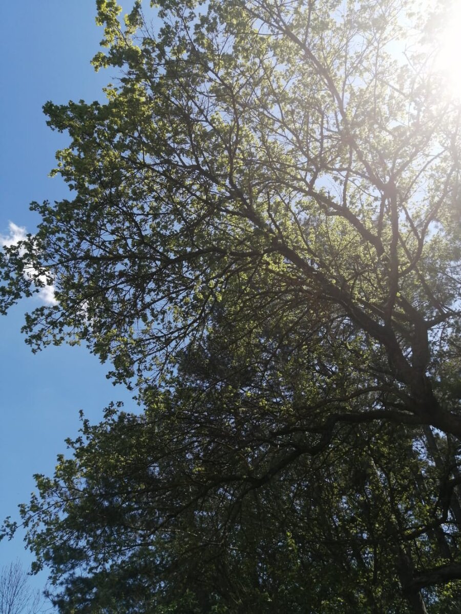 На пасеке Медовый Крым 1 мая 2020г