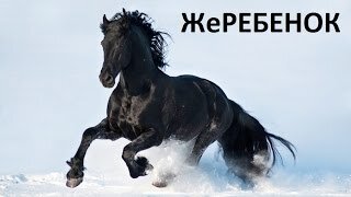 жеребенок