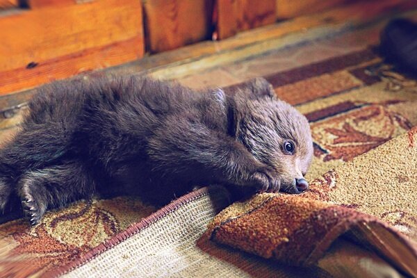 Фото 1. Медвежонку хочется изгрызть ковер в труху