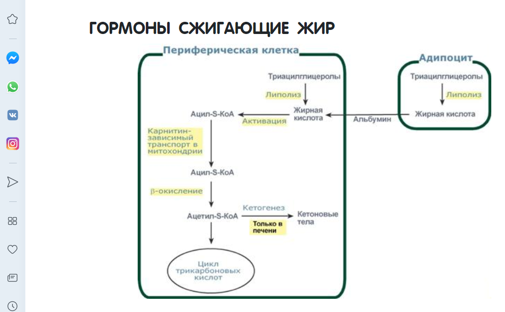 Скрин с сайта https://atleticshop.ru/blog/3309/gormony-szhigayuschie-zhir--chast-1/