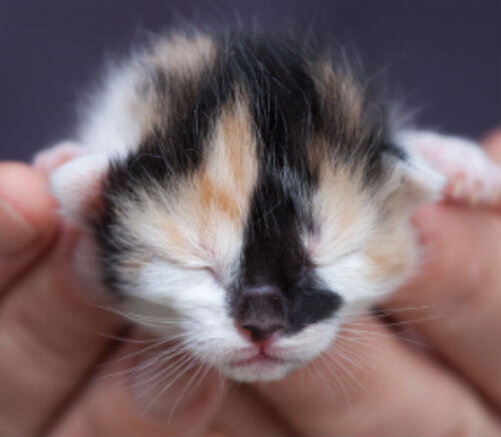 Пупочная грыжа у котенка - симптомы и методы лечения патологии | Лапа  помощи | Дзен