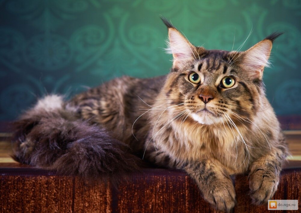 Яндекс Картинки