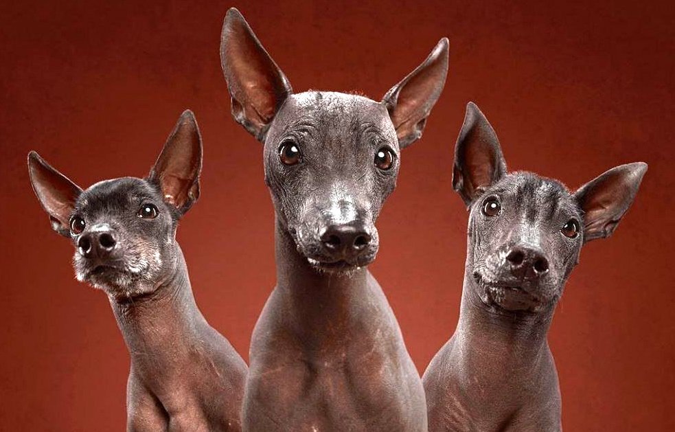 Большим или маленьким - я буду обожать тебя, о, Человек! 