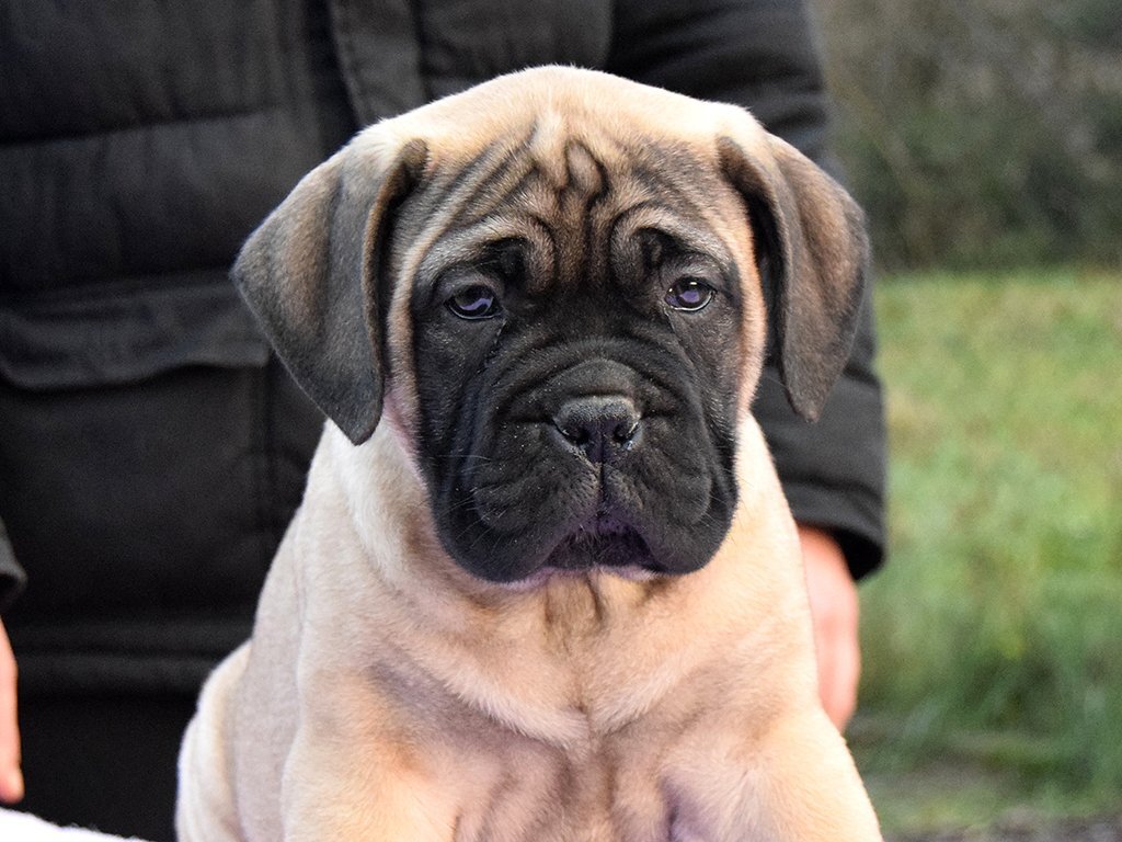 Бульмастиф фото. Бульмастиф. Порода Бульмастиф. Бульмастиф (Bullmastiff). Бульмастиф щенки.