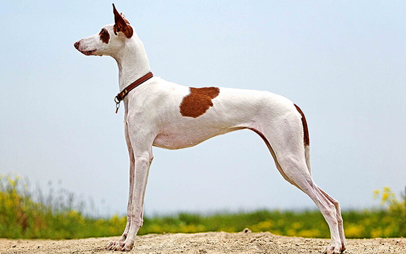 Эту породу, выведенную на Балеарских островах, еще называют ибицан. Фото spotandtango.com