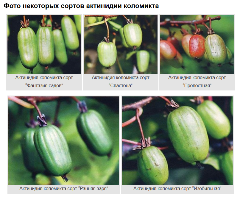 Сорта актинидий