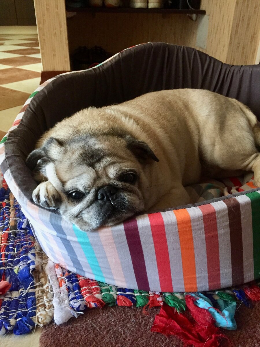 Никак не лежит на диванчике своем. Приходится заставлять ее там спать