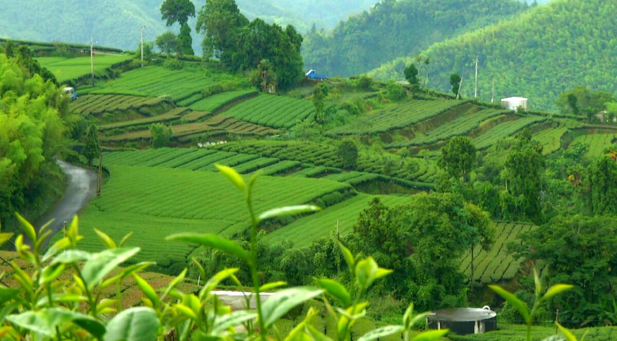 Чайные плантации.