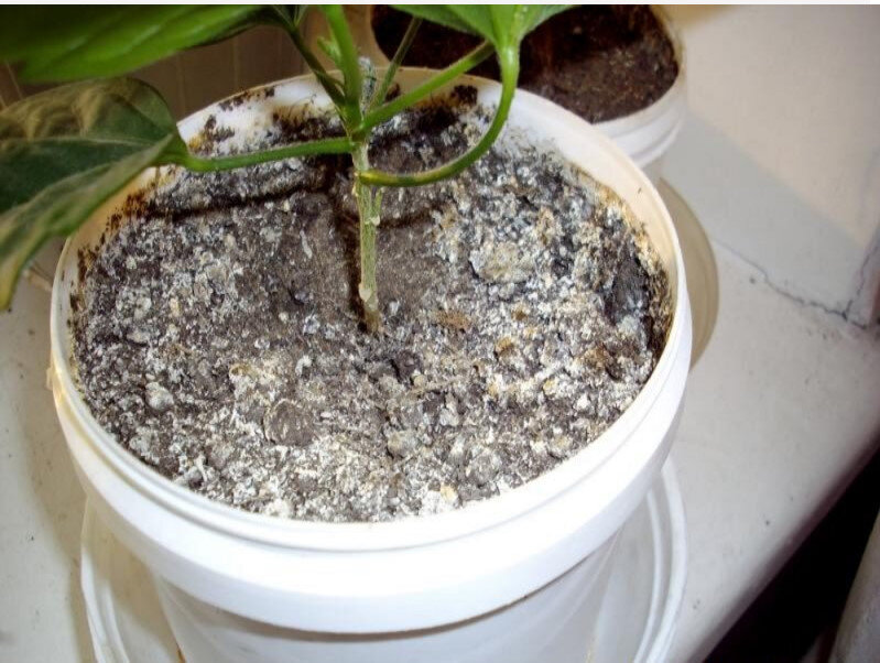 Белый налет на почве. Фото взято из сети.