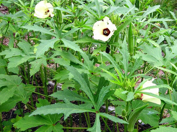 Бамия с цветами