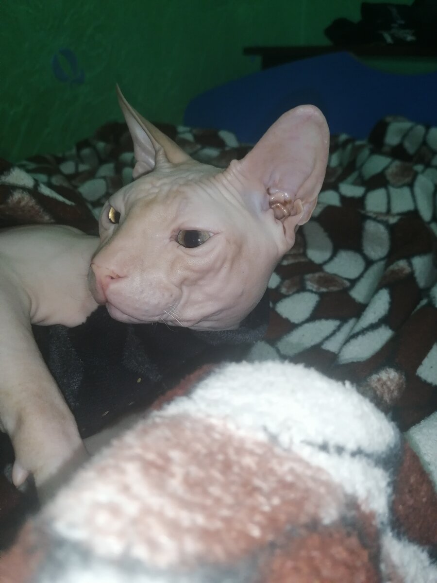 Вот наш любимчик перед сном🤭🤭🤭 